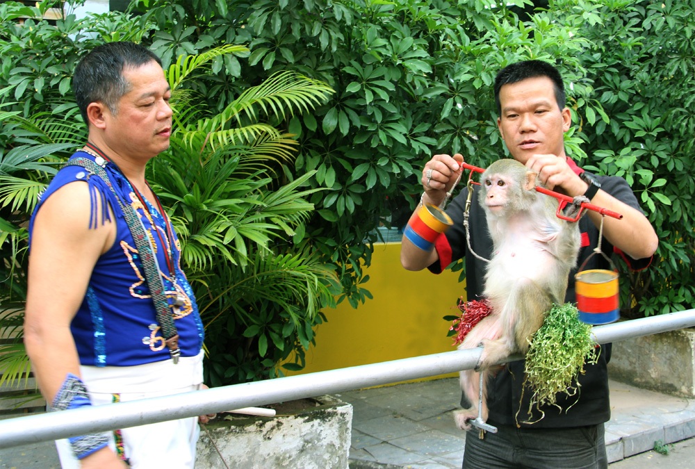 Gặp người 30 năm dạy khỉ làm được như... người - 2 Nghệ sĩ Nguyễn Chí Quang (bìa trái) đang cùng 1 người phụ tập cho khỉ bài gánh nước đi thăng bằng trên xà ngang