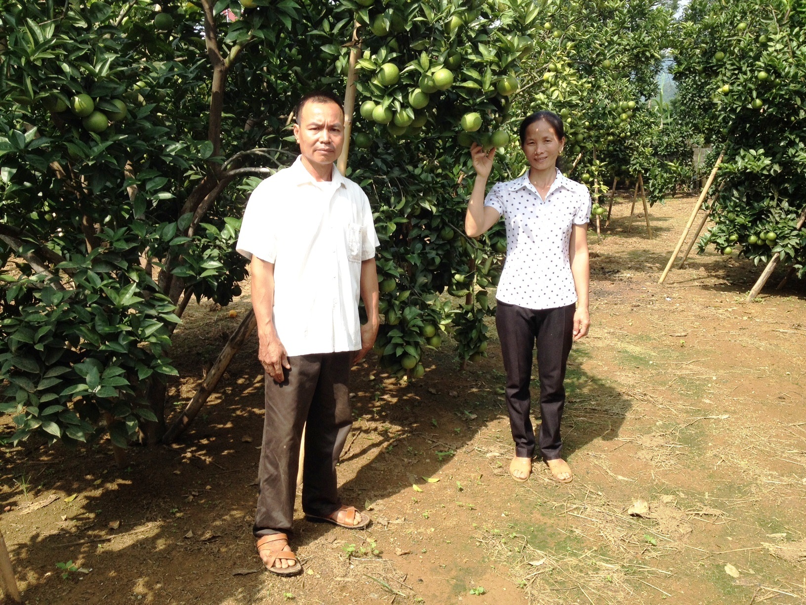 Hà Giang thực hiện nhiều giải pháp đột phá trong nông nghiệp - 1 Một mô hình vườn cam sành điển hình tại huyện Bắc Quang - Hà Giang (ảnh: Sở NN&PTNT tỉnh Hà Giang)