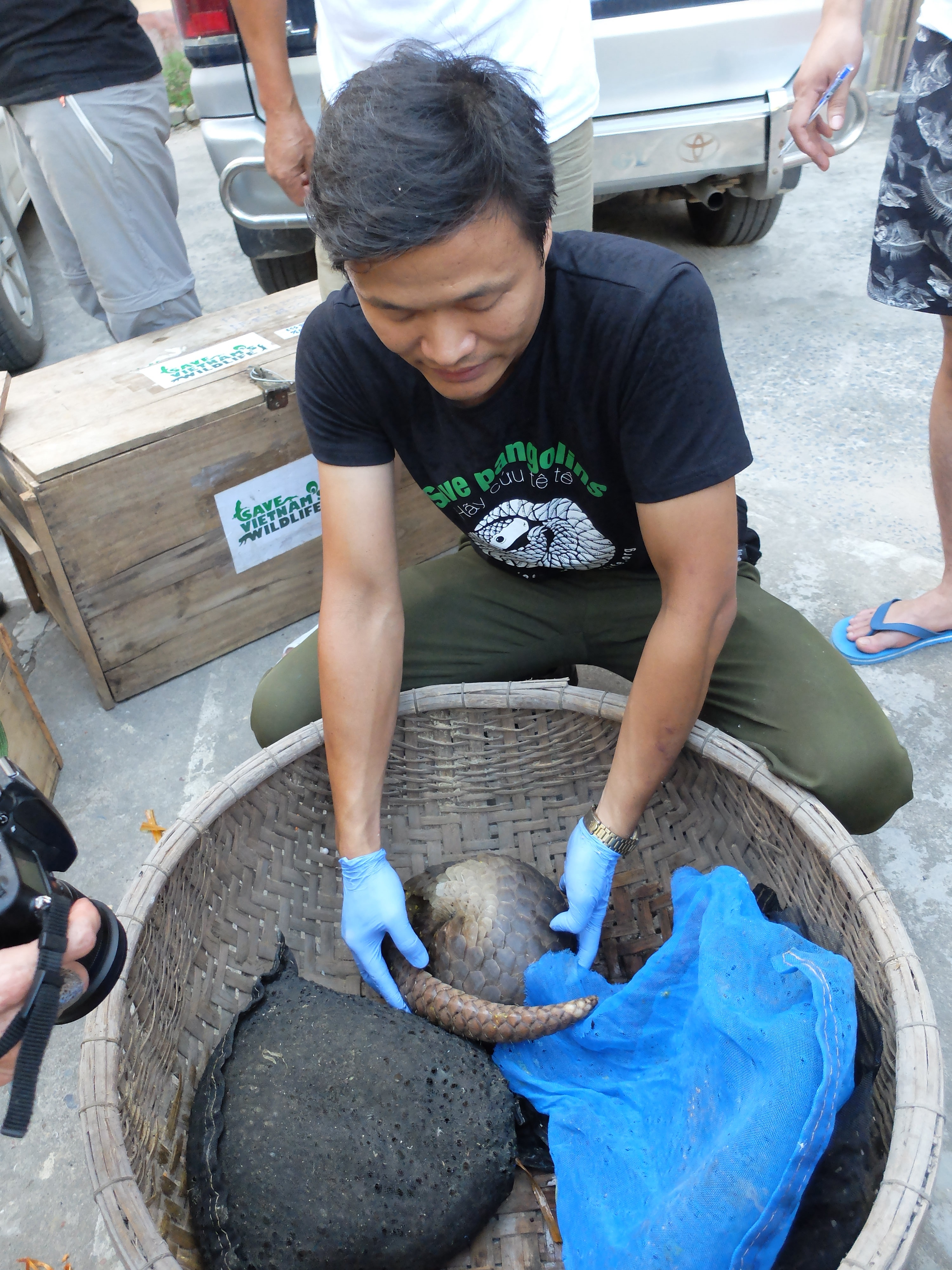 Các cá thể tê tê được cứu hộ và chăm sóc bởi SVW.