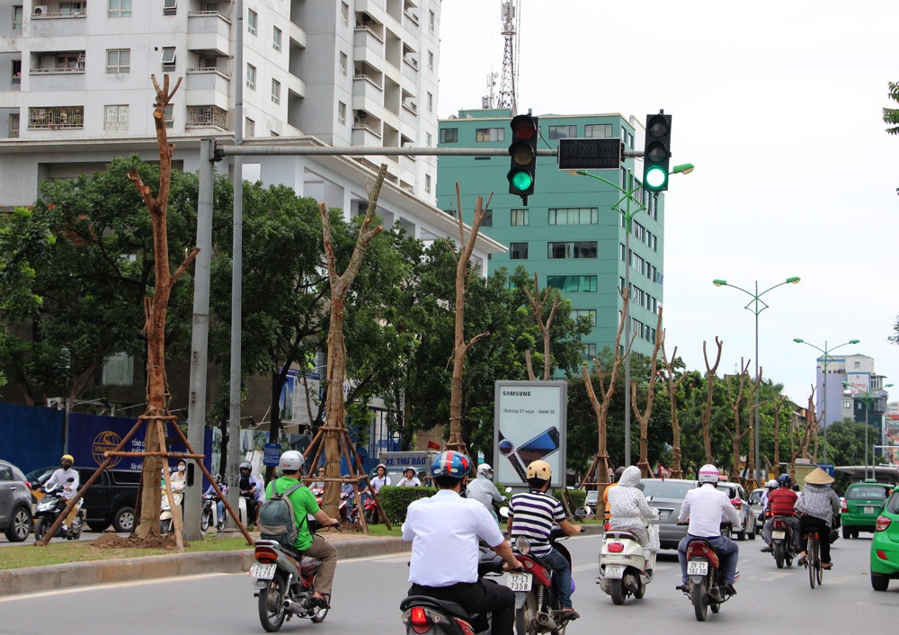 Hà Nội sắp có thêm nhiều tuyến phố hoa phượng đỏ - 3 Tại đường Láng Hạ