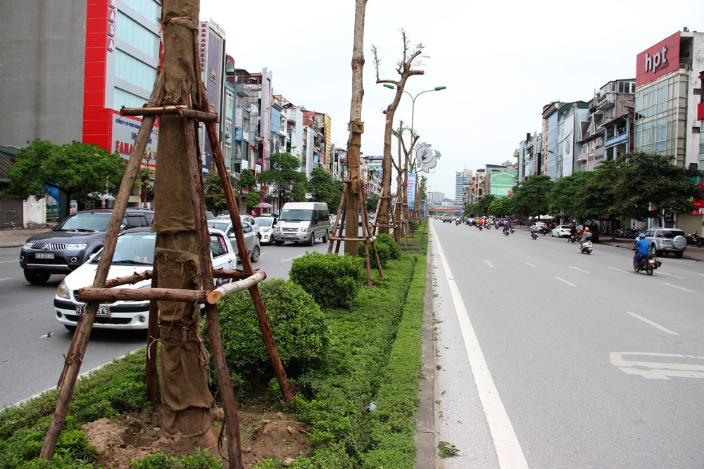 Hà Nội sắp có thêm nhiều tuyến phố hoa phượng đỏ - 8 Đường Xã Đàn