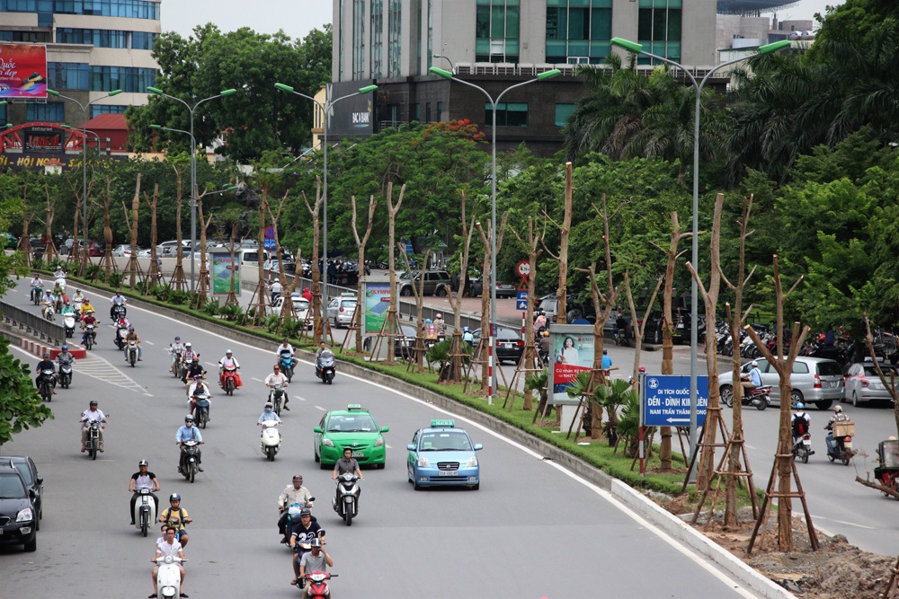 Hà Nội sắp có thêm nhiều tuyến phố hoa phượng đỏ - 1 Hàng loạt cây phượng đã xuất hiện trên phố Xã Đàn.