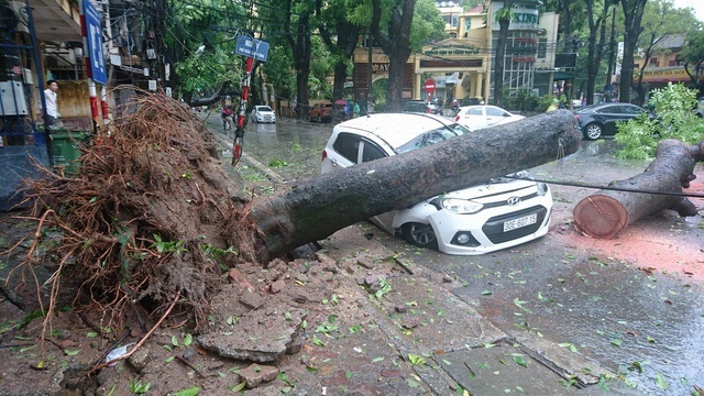 Bão số 1 đang quật đổ gần 700 cây xanh trên địa bàn Hà Nội (Ảnh: Nguyễn Dương).