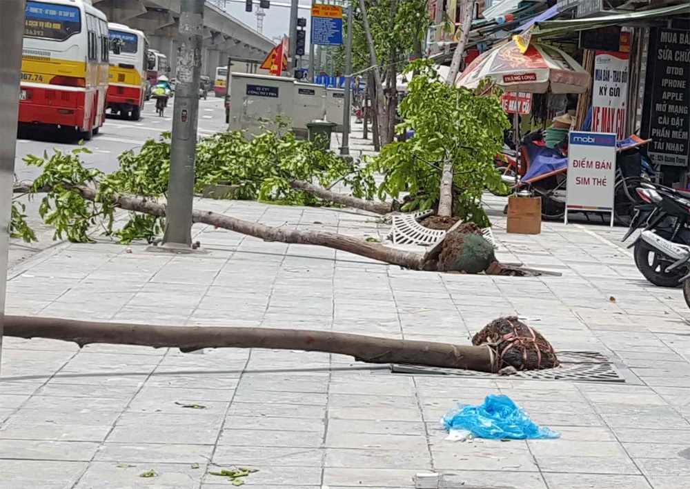 Hàng trăm cây xanh đổ ở Hà Nội do chăm sóc chưa đúng kỹ thuật? - 3 Cây mới trồng nhưng không đúng quy định cây đường phố, bầu cây còn nguyên vỏ bọc, không được chống đỡ nên mới trồng đã đổ (đường Quang Trung - Hà Đông) - Ảnh do Tiến sĩ Hà cung cấp.