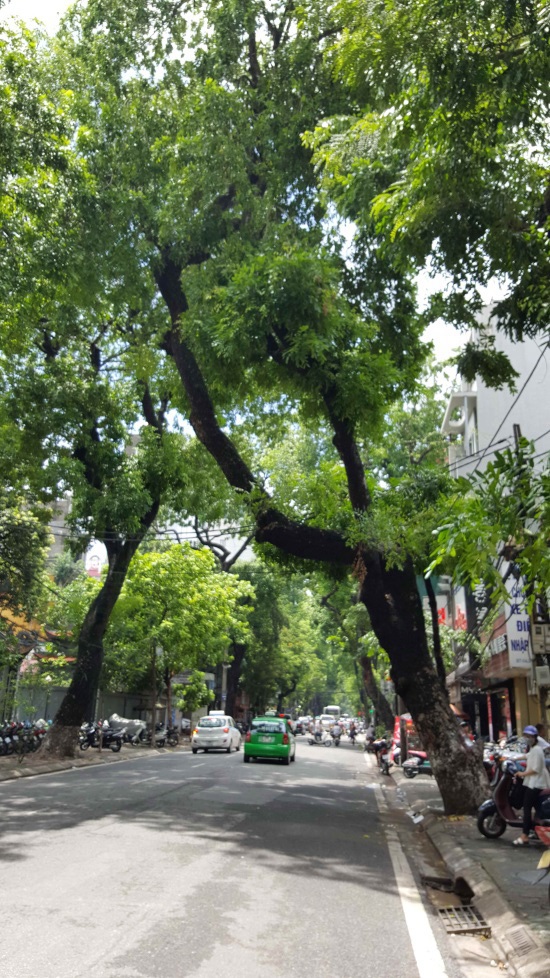 Hàng trăm cây xanh đổ ở Hà Nội do chăm sóc chưa đúng kỹ thuật? - 4
Cây cổ thụ nguy cơ gãy đổ do bị nghiêng thân và lệch tán (đường Bà Triệu - Hà Nội) - Ảnh do Tiến sĩ Hà cung cấp.