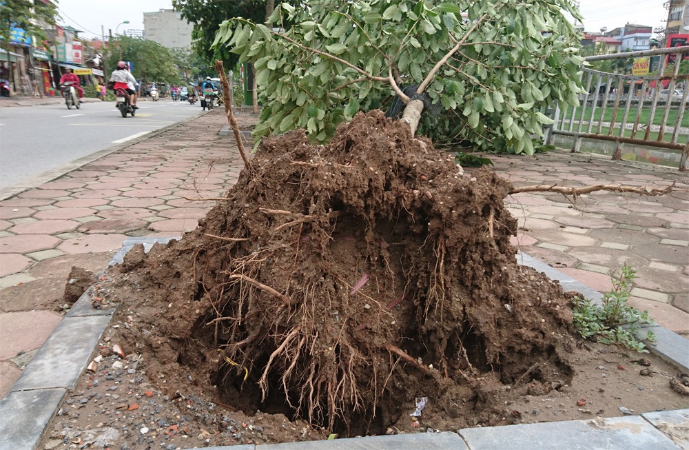 Hàng trăm cây xanh đổ ở Hà Nội do chăm sóc chưa đúng kỹ thuật? - 5 Cây xanh mới trồng đổ hàng loạt trên phố Kim Giang.