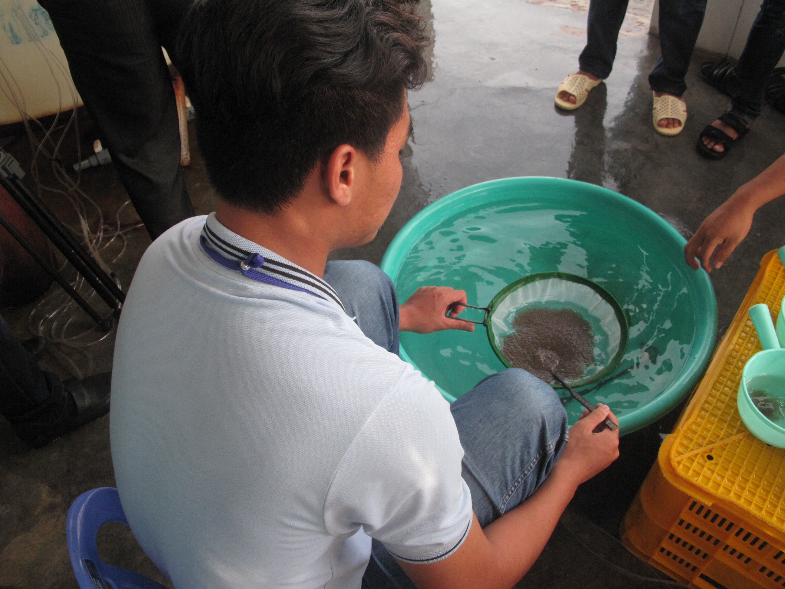 Công nhân một cơ sở sản xuất tôm giống đang kiểm tra chất lượng tôm 3 ngày tuổi.