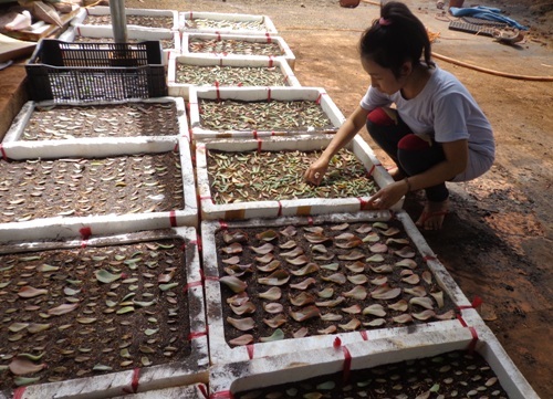 cham-chut-tung-giong-canh-91fa2