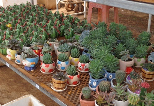 hang-tram-loai-86ad2