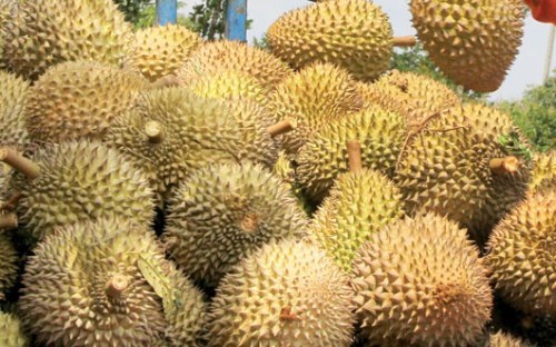 sau-rieng-xanh-060e1 sau-rieng-xanh-060e1