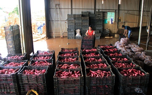 Sản lượng và chất lượng giảm khiến doanh nghiệp cũng gặp khó