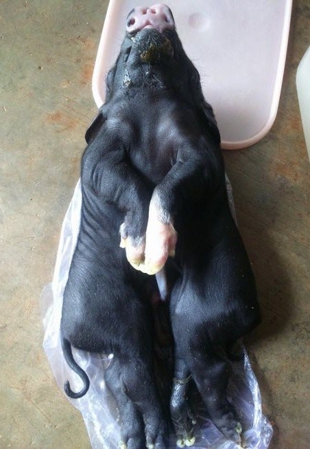 Con heo có đặc biệt khi có 8 chân, 2 mình