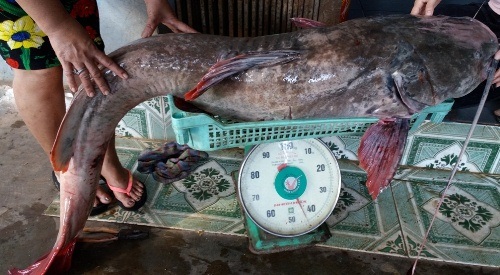 Hơn 2 giờ vật lộn bắt cá lăng "khủng" dài 1,7m nặng 43kg - 1 Con cá lăng đuôi đỏ nặng 43 kg với giá bán trên 17 triệu đồng