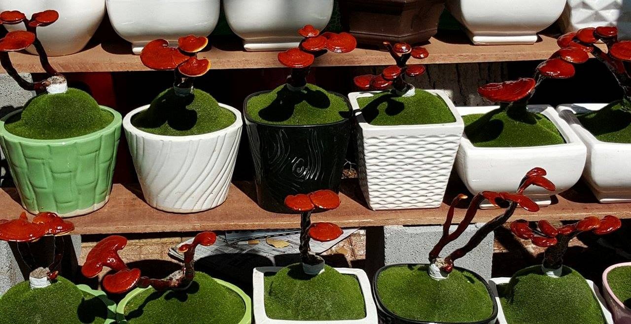 "Dân chơi" phố núi bỏ hàng chục triệu đồng mua lan rừng, đá quý chơi Tết - 9 Linh chi bonsai độc đáo giá từ 400 ngàn - 1,2 triệu đồng/bình