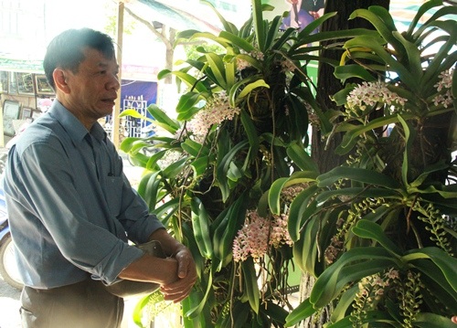 "Dân chơi" phố núi bỏ hàng chục triệu đồng mua lan rừng, đá quý chơi Tết - 2
Rất đông khách hàng hỏi mua lan rừng dù giá không hề rẻ.