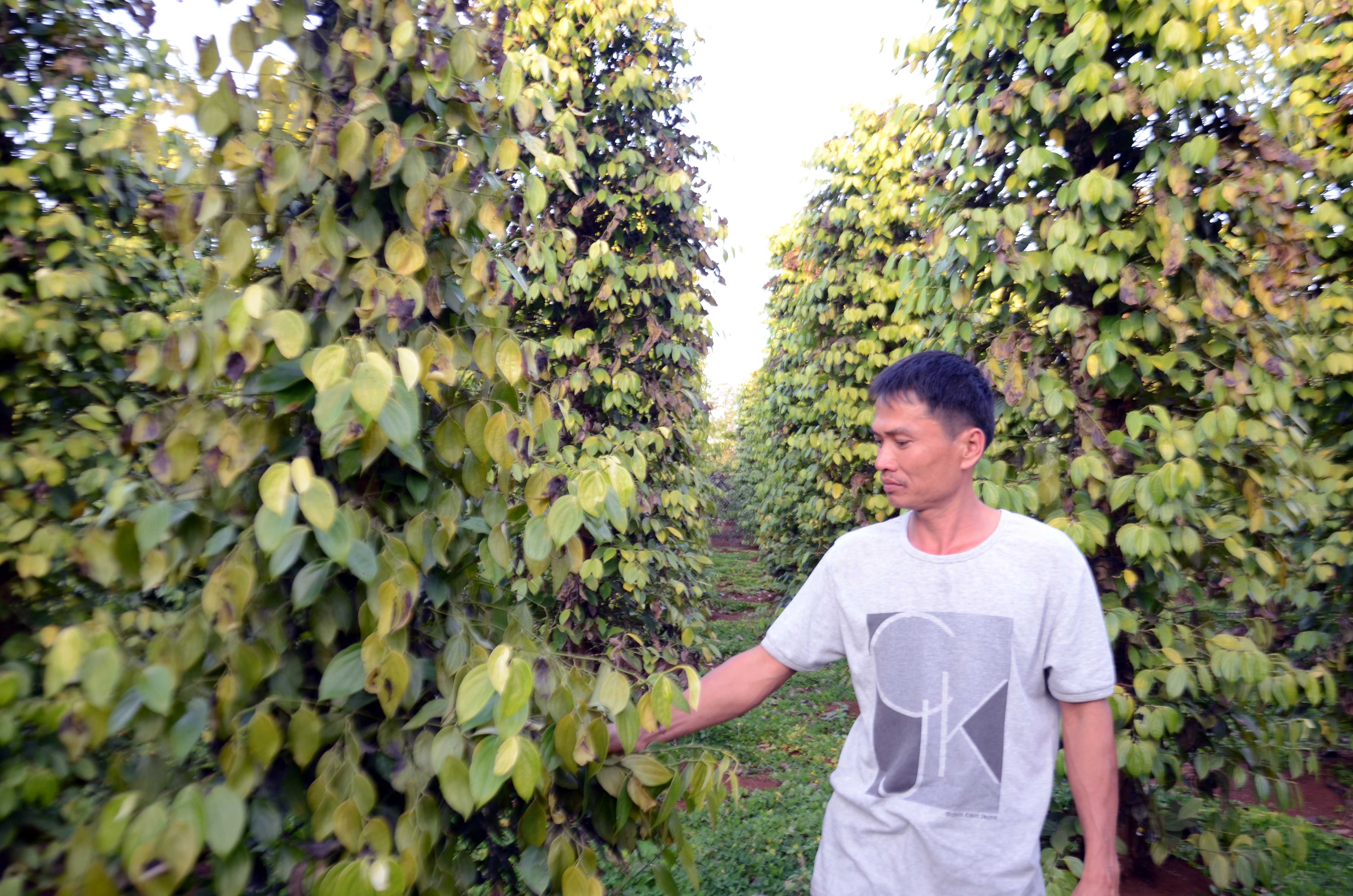 Vườn tiêu của anh Nguyễn Đức Bi bị phá ngay trong ngày đầu năm mới