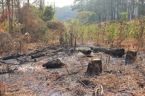 Đắk Nông: Hàng ngàn cây thông bị chặt phá, dân biết hết, chủ tịch thì không! - 2 Đốt ngay tại chỗ
