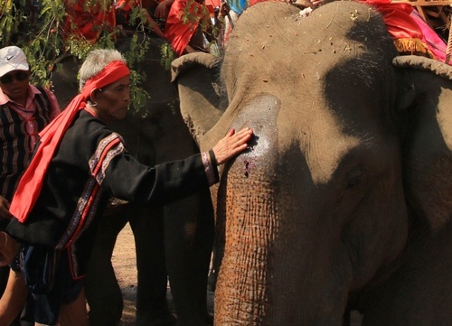 Già làng bôi huyết và rượu lên đầu con voi để cúng sức khỏe