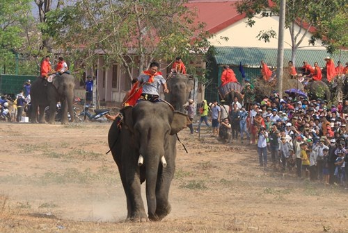 Đến Buôn Đôn chiêm ngưỡng voi thi đá bóng, thi vượt sông - 2 Sôi nổi trong phần thi chạy