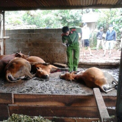 Công an khám nghiệm hiện trường bò chết hàng loạt