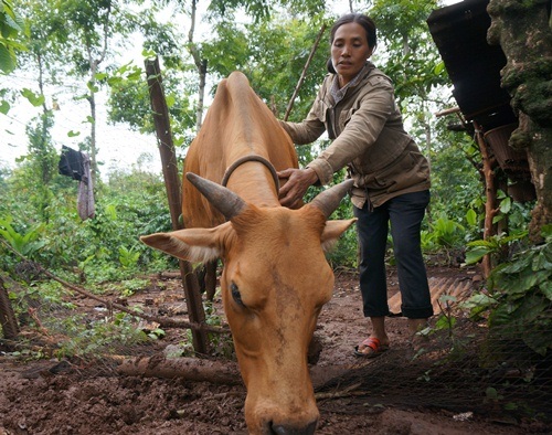 Đàn bò của bà H’Túc bỗng nhiên chết hết chỉ còn lại con bò cái
