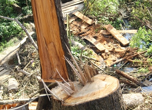 Phó Chủ tịch tỉnh cùng phóng viên vào kiểm tra rừng bị phá - 1
Rừng bị đốn hạ