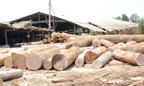 Kỷ luật 5 cán bộ kiểm lâm buông lỏng trách nhiệm bảo vệ rừng - 1 Hàng chục khối gỗ tròn tại Doanh nghiệp tư nhân Quốc Triệu không có giấy tờ hợp lệ bị phát hiện