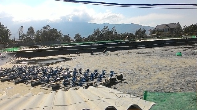 Xâm nhập "lãnh địa" nuôi tôm chân trắng trái phép bên Vịnh Lăng Cô - 2 1 hồ nuôi tôm lớn ở thôn Loan Lý