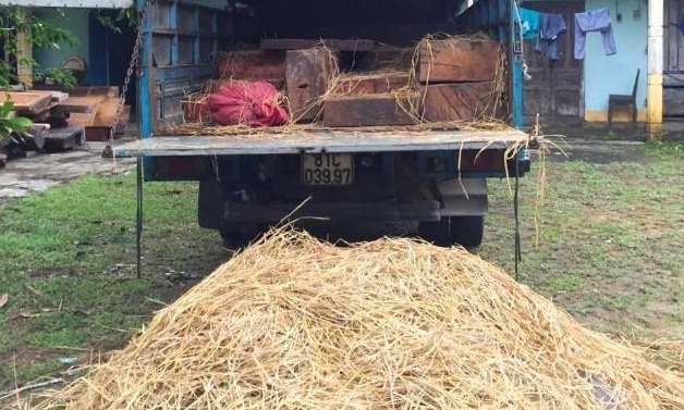 Một lượng lớn rơm và hạt dẻ được ngụy trang bao quanh các súc gỗ quý