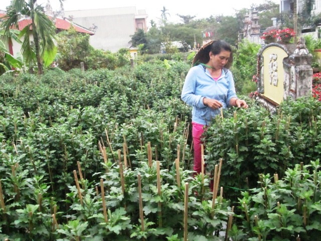 
Vườn cúc xanh ngắt những đọt không ra hoa khiến người dân khóc ròng ở xã Phú Thượng.
