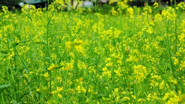 Bạn trẻ Huế mê mẩn mùa hoa cải vàng dịp cận Tết - 2
Hoa cải nở vàng trong sắc xuân
