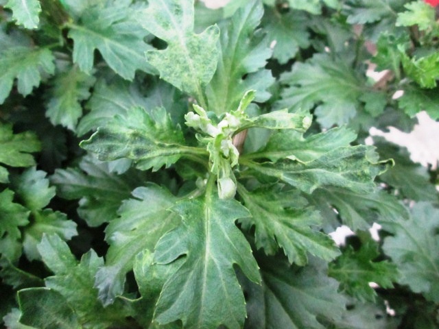 
Nụ cúc bị đẹt không nhú hoa sau khi xịt thuốc
