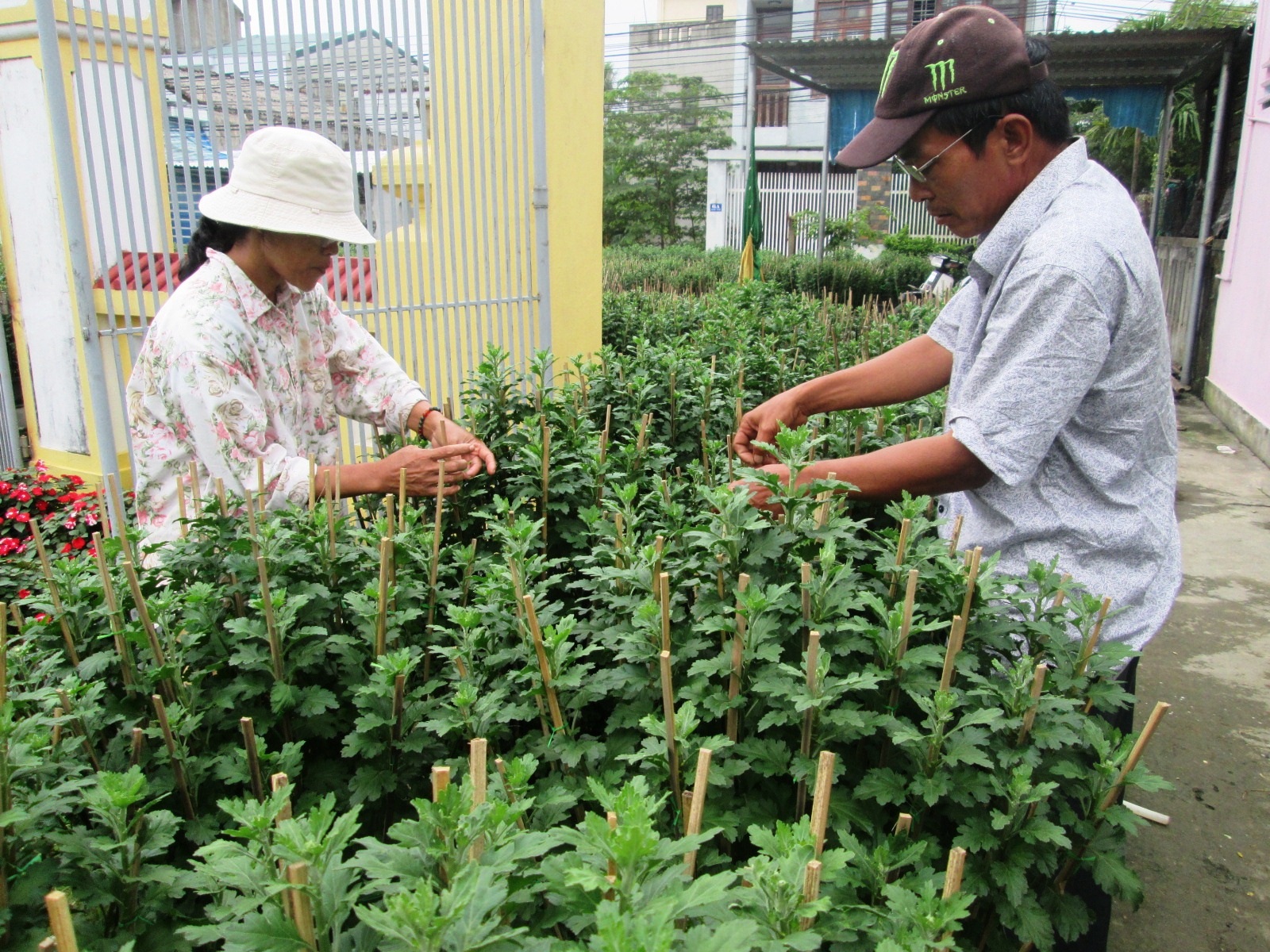 
Những nỗi buồn ngày cuối năm của nông dân xã Phú Thượng, huyện Phú Vang khi cúc vàng tết không nở hoa. Nhiều hộ sẽ không có một cái Tết như ý vì cảnh nợ nần.
