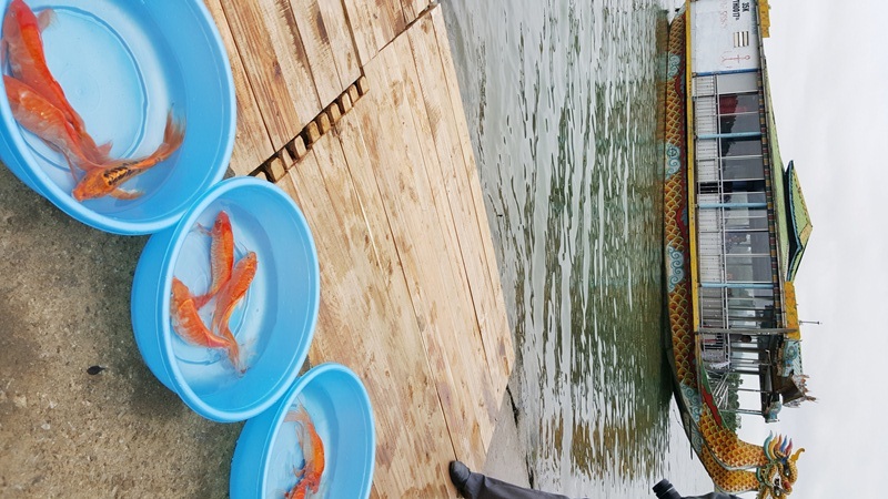Đại sứ Mỹ thả cá chép trên sông Hương tiễn ông Táo về trời - 1
Thau đựng cá chép chuẩn bị cho lễ thả cá.