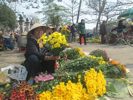 Hoa cúc Tết nở muộn, dân cắt đi bán rằm để bù lỗ - 1