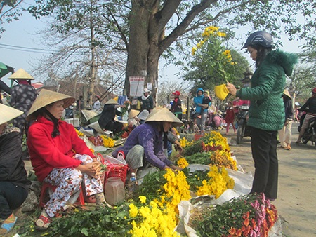 Người dân Huế cắt hoa cúc vàng Tết nở muộn ra bán ở các chợ với giá rẻ bèo dịp rằm Nguyên Tiêu này