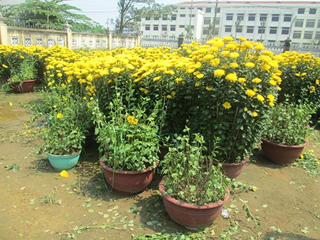 Hoa cúc Tết nở muộn, dân cắt đi bán rằm để bù lỗ - 3