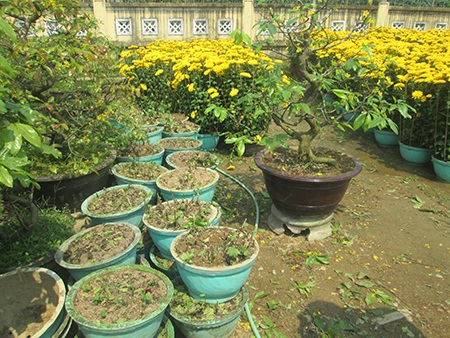 Hoa cúc Tết nở muộn, dân cắt đi bán rằm để bù lỗ - 4