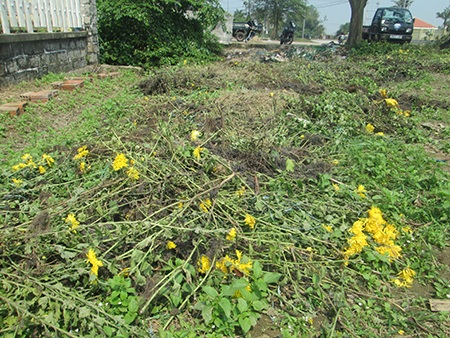 Nhiều chậu cúc bị dân đổ do nở bung quá không bán được