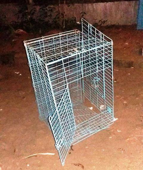 Thuê nhà để nuôi dưỡng chó mèo bỏ rơi bị hàng xóm qua đập phá? - 3 Lồng chó nuôi cũng bị cạy ra để xua các vật nuôi ra khỏi nhà anh Sơn nuôi