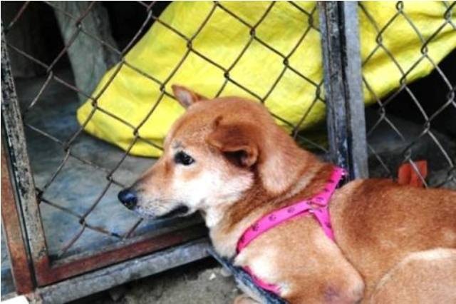 Thuê nhà để nuôi dưỡng chó mèo bỏ rơi bị hàng xóm qua đập phá? - 7 Một chú chó sau khi được anh Sơn nuôi dưỡng tại căn nhà thuê số 14 kiệt 106 đường Minh Mạng, hiện rất khỏe mạnh