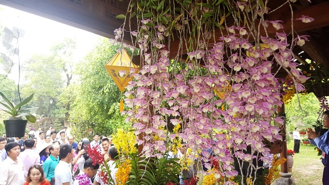 Ngỡ ngàng với phong lan đẹp tuyệt tại vườn thượng uyển Cơ Hạ - 5 Phong lan Ý thảo thiên cung