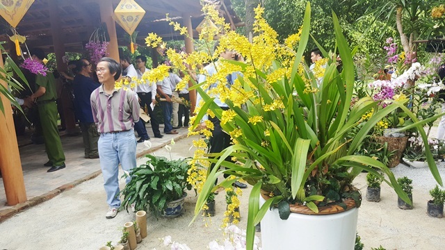 Ngỡ ngàng với phong lan đẹp tuyệt tại vườn thượng uyển Cơ Hạ - 7 Ngỡ ngàng với phong lan đẹp tuyệt tại vườn thượng uyển Cơ Hạ - 7