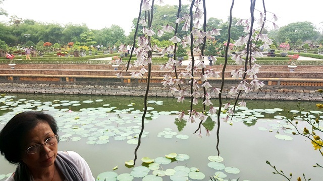Ngỡ ngàng với phong lan đẹp tuyệt tại vườn thượng uyển Cơ Hạ - 8 Nhiều giò lan đủ màu sắc