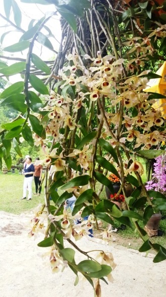 Ngỡ ngàng với phong lan đẹp tuyệt tại vườn thượng uyển Cơ Hạ - 9 Lan Hoàng Thảo Xoăn