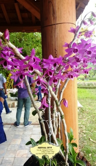 Ngỡ ngàng với phong lan đẹp tuyệt tại vườn thượng uyển Cơ Hạ - 10 Phong lan Trầm lá biên vàng