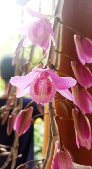 Ngỡ ngàng với phong lan đẹp tuyệt tại vườn thượng uyển Cơ Hạ - 12 Phong lan Dã hạc