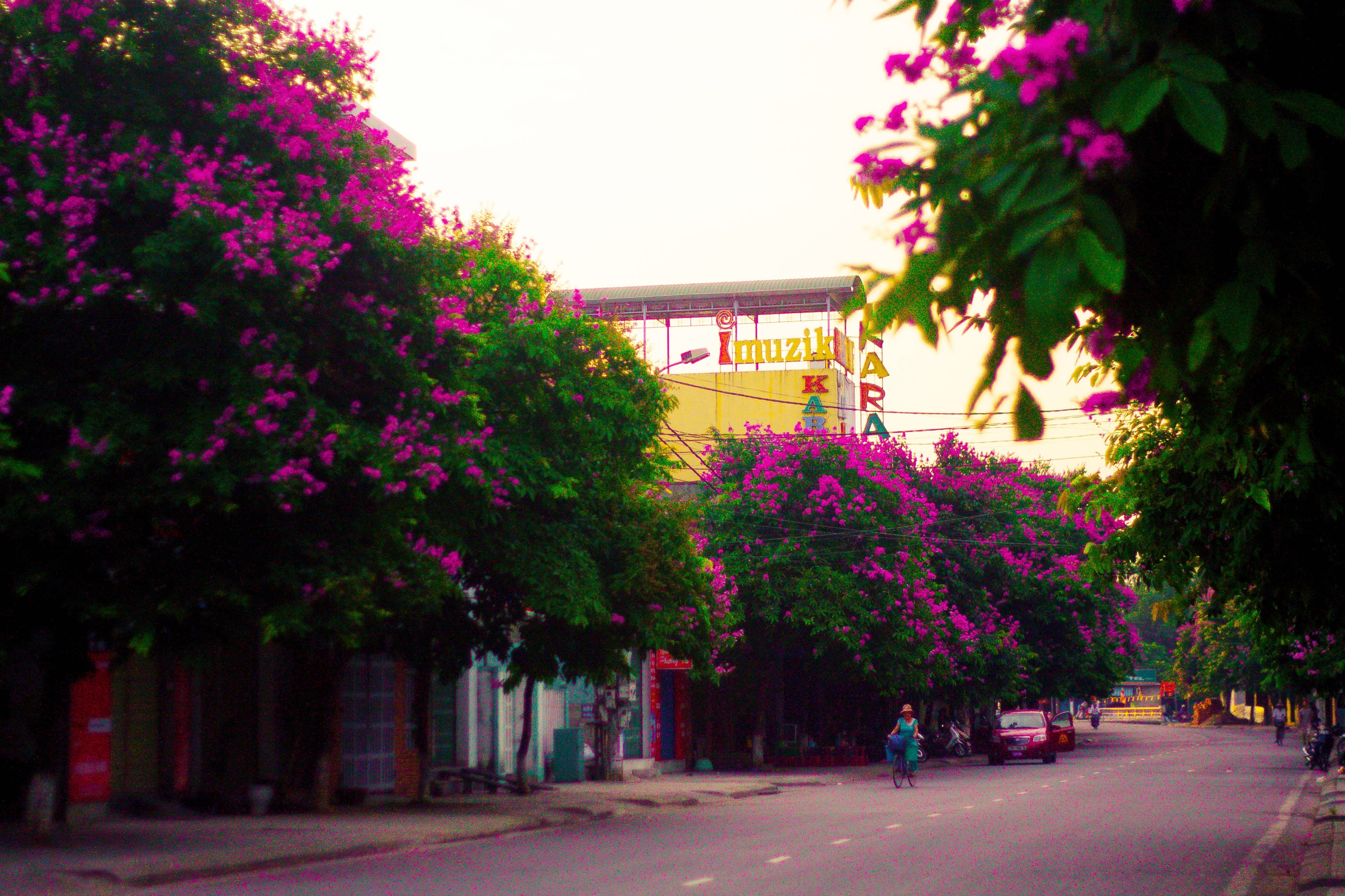 Đường phố Huế thêm lãng mạn bởi sắc tím hoa bằng lăng | Báo Dân trí