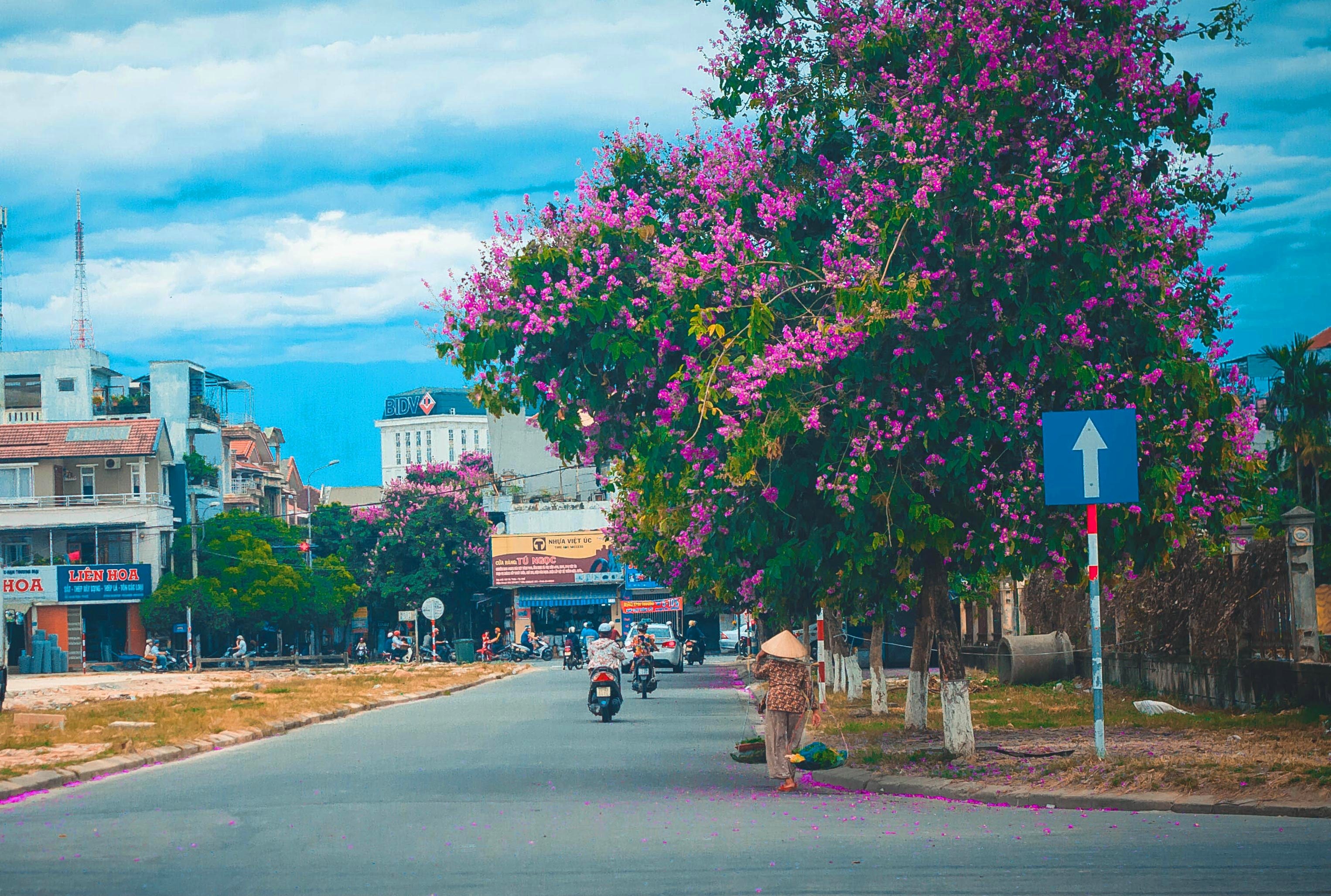 Đường phố Huế thêm lãng mạn bởi sắc tím hoa bằng lăng - 5 Có những cây nở rộ như một đóa hoa khổng lồ nổi bật giữa phố phường