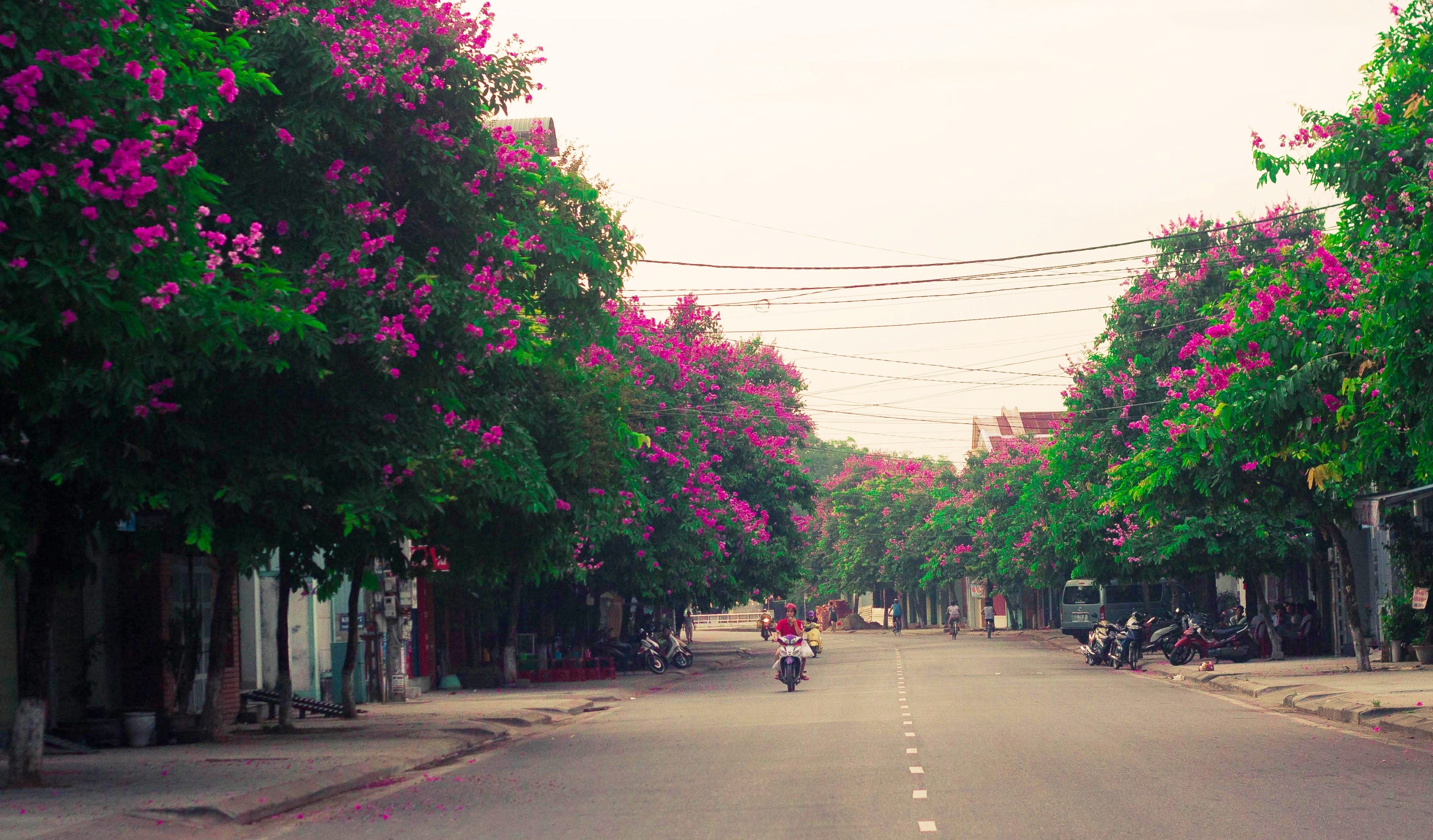 Đường phố Huế thêm lãng mạn bởi sắc tím hoa bằng lăng - 9 Những con đường tím Huế đầy lãng mạn